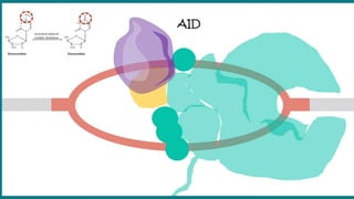 Class Switching.pptx