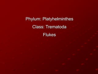 Phylum: Platyhelminthes
Class: Trematoda
Flukes
 