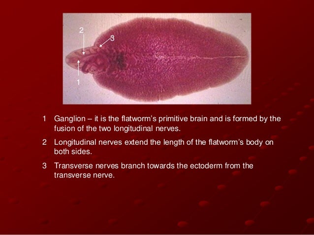 Class Trematoda Notes