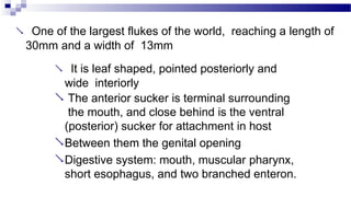 One of the largest flukes of the world, reaching a length of
30mm and a width of 13mm
 It is leaf shaped, pointed posteriorly and
wide interiorly
 The anterior sucker is terminal surrounding
the mouth, and close behind is the ventral
(posterior) sucker for attachment in host
Between them the genital opening
Digestive system: mouth, muscular pharynx,
short esophagus, and two branched enteron.
 