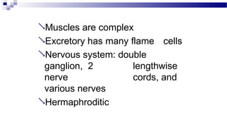 Muscles are complex
Excretory has many flame cells
Nervous system: double
ganglion, 2 lengthwise
nerve cords, and
various nerves
Hermaphroditic
 