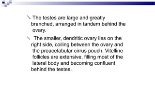  The testes are large and greatly
branched, arranged in tandem behind the
ovary.
 The smaller, dendritic ovary lies on the
right side, coiling between the ovary and
the preacetabular cirrus pouch. Vitelline
follicles are extensive, filling most of the
lateral body and becoming confluent
behind the testes.
 