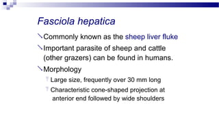 Fasciola hepatica
Commonly known as the sheep liver fluke
Important parasite of sheep and cattle
(other grazers) can be found in humans.
Morphology
 Large size, frequently over 30 mm long
 Characteristic cone-shaped projection at
anterior end followed by wide shoulders
 