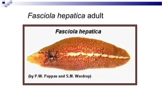 Fasciola hepatica adult
 