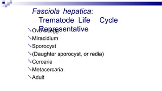 Fasciola hepatica:
Trematode Life Cycle
Representative
Ova or egg
Miracidium
Sporocyst
(Daughter sporocyst, or redia)
Cercaria
Metacercaria
Adult
 