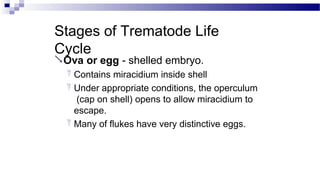 Stages of Trematode Life
Cycle
Ova or egg - shelled embryo.
 Contains miracidium inside shell
 Under appropriate conditions, the operculum
(cap on shell) opens to allow miracidium to
escape.
 Many of flukes have very distinctive eggs.
 