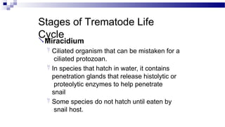 Stages of Trematode Life
Cycle
Miracidium
 Ciliated organism that can be mistaken for a
ciliated protozoan.
 In species that hatch in water, it contains
penetration glands that release histolytic or
proteolytic enzymes to help penetrate
snail
 Some species do not hatch until eaten by
snail host.
 