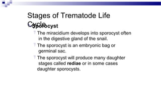 Stages of Trematode Life
Cycle
Sporocyst
 The miracidium develops into sporocyst often
in the digestive gland of the snail.
 The sporocyst is an embryonic bag or
germinal sac.
 The sporocyst will produce many daughter
stages called rediae or in some cases
daughter sporocysts.
 