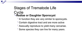 Stages of Trematode Life
Cycle
Rediae or Daughter Sporocyst
 In function they are very similar to sporocysts.
 Contain digestive tract and are more active
 Asexually reproduce to yield many cercariae.
 Some species they can live for many years.
 