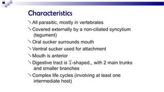 Characteristics
 All parasitic, mostly in vertebrates
 Covered externally by a non-ciliated syncytium
(tegument)
 Oral sucker surrounds mouth
 Ventral sucker used for attachment
 Mouth is anterior
 Digestive tract is -shaped,, with 2 main trunks
and smaller branches
 Complex life cycles (involving at least one
intermediate host)
 