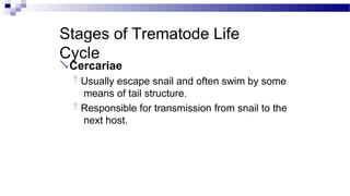 Stages of Trematode Life
Cycle
Cercariae
 Usually escape snail and often swim by some
means of tail structure.
 Responsible for transmission from snail to the
next host.
 