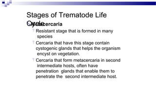 Stages of Trematode Life
Cycle
Metacercaria
 Resistant stage that is formed in many
species
 Cercaria that have this stage contain
cystogenic glands that helps the organism
encyst on vegetation.
 Cercaria that form metacercaria in second
intermediate hosts, often have
penetration glands that enable them to
penetrate the second intermediate host.
 
