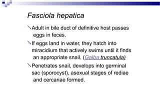 Fasciola hepatica
Adult in bile duct of definitive host passes
eggs in feces.
If eggs land in water, they hatch into
miracidium that actively swims until it finds
an appropriate snail. (Galba truncatula)
Penetrates snail, develops into germinal
sac (sporocyst), asexual stages of rediae
and cercariae formed.
 