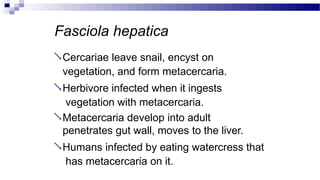 Fasciola hepatica
Cercariae leave snail, encyst on
vegetation, and form metacercaria.
Herbivore infected when it ingests
vegetation with metacercaria.
Metacercaria develop into adult
penetrates gut wall, moves to the liver.
Humans infected by eating watercress that
has metacercaria on it.
 