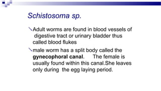 Schistosoma sp.
Adult worms are found in blood vessels of
digestive tract or urinary bladder thus
called blood flukes
male worm has a split body called the
gynecophoral canal. The female is
usually found within this canal.She leaves
only during the egg laying period.
 