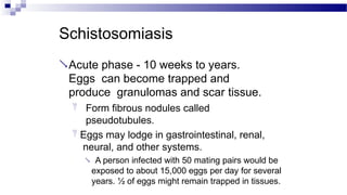 Schistosomiasis
Acute phase - 10 weeks to years.
Eggs can become trapped and
produce granulomas and scar tissue.
 Form fibrous nodules called
pseudotubules.
 Eggs may lodge in gastrointestinal, renal,
neural, and other systems.
 A person infected with 50 mating pairs would be
exposed to about 15,000 eggs per day for several
years. ½ of eggs might remain trapped in tissues.
 