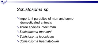 Schistosoma sp.
Important parasites of man and some
domesticated animals
Three species infect man
Schistosoma mansoni
Schistosoma japonicum
Schistosoma haematobium
 