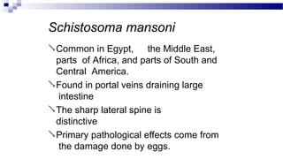 Schistosoma mansoni
Common in Egypt, the Middle East,
parts of Africa, and parts of South and
Central America.
Found in portal veins draining large
intestine
The sharp lateral spine is
distinctive
Primary pathological effects come from
the damage done by eggs.
 