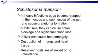 Schistosoma mansoni
In heavy infections eggs become trapped
in the mucous and submucosa of the gut
and cause granuloma formation
If extensive, they can cause colon
blockage and significant blood loss.
In liver can cause hepatomegaly.
Destruction of lungs and heart
tissue.
Reservoir hosts are of limited or no
 