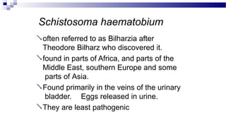 Schistosoma haematobium
often referred to as Bilharzia after
Theodore Bilharz who discovered it.
found in parts of Africa, and parts of the
Middle East, southern Europe and some
parts of Asia.
Found primarily in the veins of the urinary
bladder. Eggs released in urine.
They are least pathogenic
 