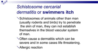 Schistosome cercarial
dermatitis or swimmers itch
Schistosomes of animals other than man
(usually rodents and birds) try to penetrate
the skin of man, they can not establish
themselves in the blood vascular system
of man.
Often cause a dermatitis which can be
severe and in some cases life threatening.
Allergic reaction
 