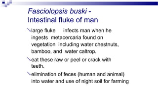 Fasciolopsis buski -
Intestinal fluke of man
large fluke infects man when he
ingests metacercaria found on
vegetation including water chestnuts,
bamboo, and water caltrop.
eat these raw or peel or crack with
teeth.
elimination of feces (human and animal)
into water and use of night soil for farming
 