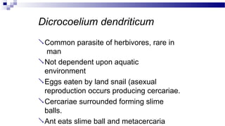 Dicrocoelium dendriticum
Common parasite of herbivores, rare in
man
Not dependent upon aquatic
environment
Eggs eaten by land snail (asexual
reproduction occurs producing cercariae.
Cercariae surrounded forming slime
balls.
Ant eats slime ball and metacercaria
 