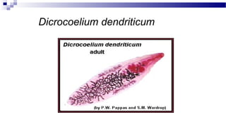 Dicrocoelium dendriticum
 