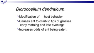 Dicrocoelium dendriticum
Modification of host behavior
Causes ant to climb to tips of grasses
early morning and late evenings.
Increases odds of ant being eaten.
 