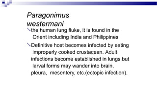 Paragonimus
westermani
the human lung fluke, it is found in the
Orient including India and Philippines
Definitive host becomes infected by eating
improperly cooked crustacean. Adult
infections become established in lungs but
larval forms may wander into brain,
pleura, mesentery, etc.(ectopic infection).
 