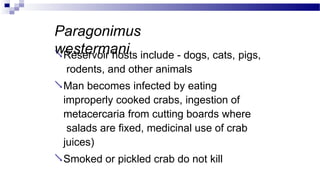 Paragonimus
westermani
Reservoir hosts include - dogs, cats, pigs,
rodents, and other animals
Man becomes infected by eating
improperly cooked crabs, ingestion of
metacercaria from cutting boards where
salads are fixed, medicinal use of crab
juices)
Smoked or pickled crab do not kill
 