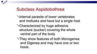 Subclass Aspidobothrea
Internal parasite of lower vertebrates
and mollusks and have but a single host
Characterized by huge adhesive
structure (sucker) covering the whole
ventral part of the body
They show features of both Monogenea
and Digenea and may have one or two
hosts.
 