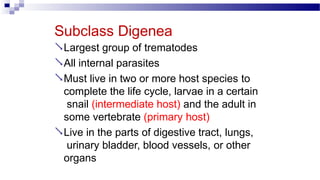 Subclass Digenea
Largest group of trematodes
All internal parasites
Must live in two or more host species to
complete the life cycle, larvae in a certain
snail (intermediate host) and the adult in
some vertebrate (primary host)
Live in the parts of digestive tract, lungs,
urinary bladder, blood vessels, or other
organs
 
