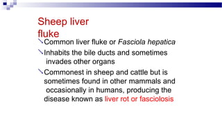 Sheep liver
fluke
Common liver fluke or Fasciola hepatica
Inhabits the bile ducts and sometimes
invades other organs
Commonest in sheep and cattle but is
sometimes found in other mammals and
occasionally in humans, producing the
disease known as liver rot or fasciolosis
 
