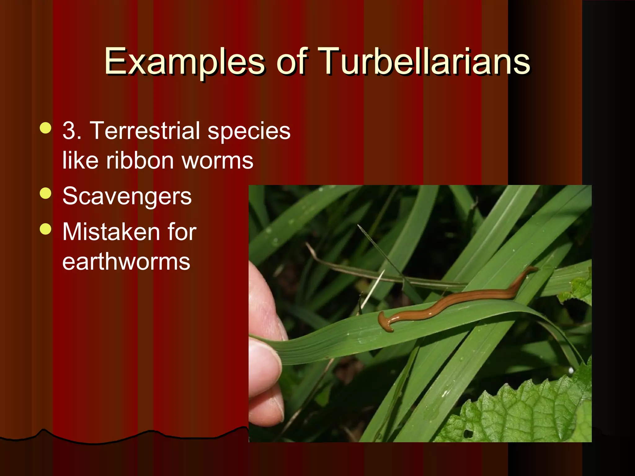 Examples of TurbellariansExamples of Turbellarians
 3. Terrestrial species
like ribbon worms
 Scavengers
 Mistaken for
earthworms
 