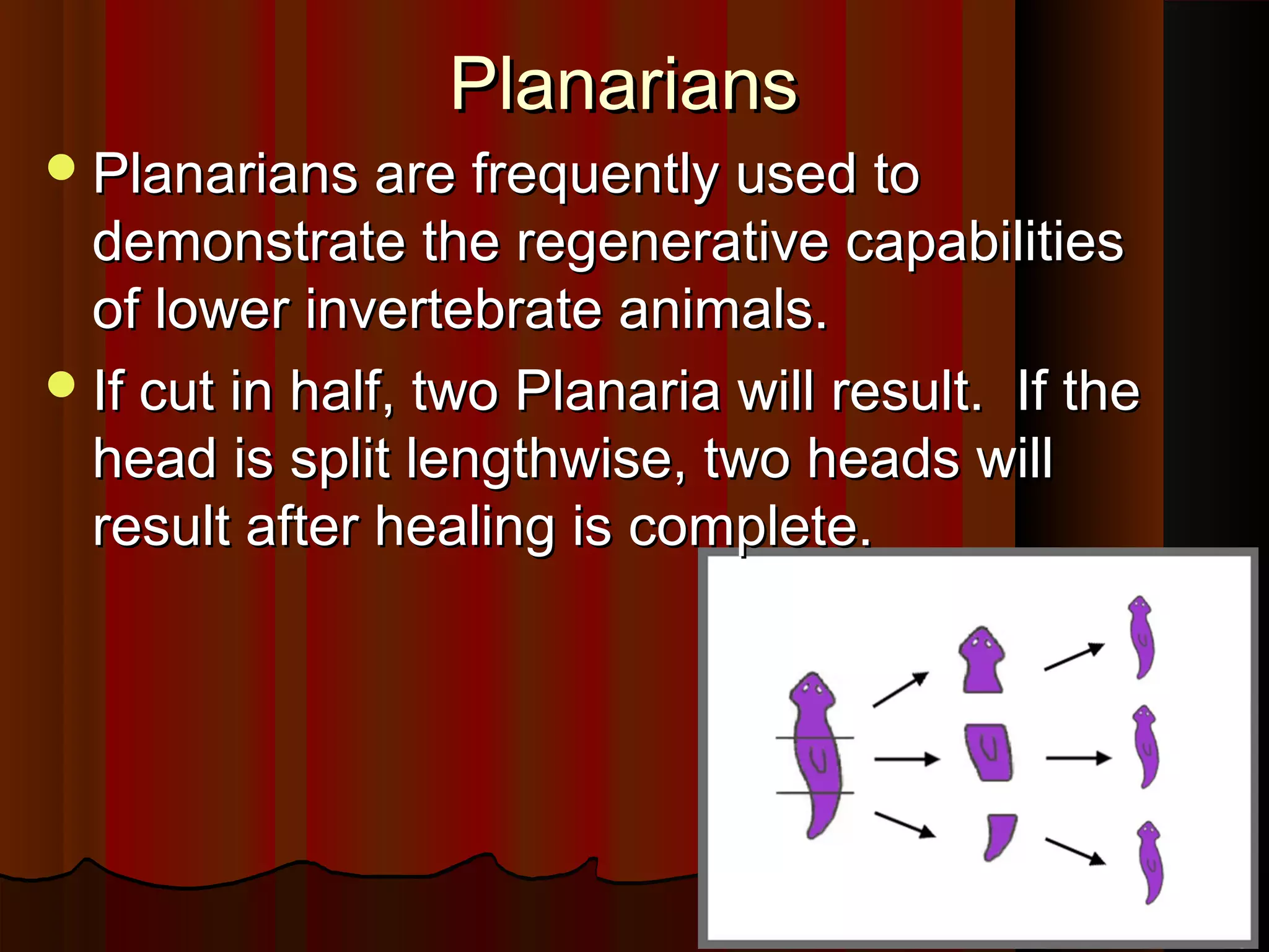 PlanariansPlanarians
Planarians are frequently used toPlanarians are frequently used to
demonstrate the regenerative capabilitiesdemonstrate the regenerative capabilities
of lower invertebrate animals.of lower invertebrate animals.
If cut in half, two Planaria will result. If theIf cut in half, two Planaria will result. If the
head is split lengthwise, two heads willhead is split lengthwise, two heads will
result after healing is complete.result after healing is complete.
 