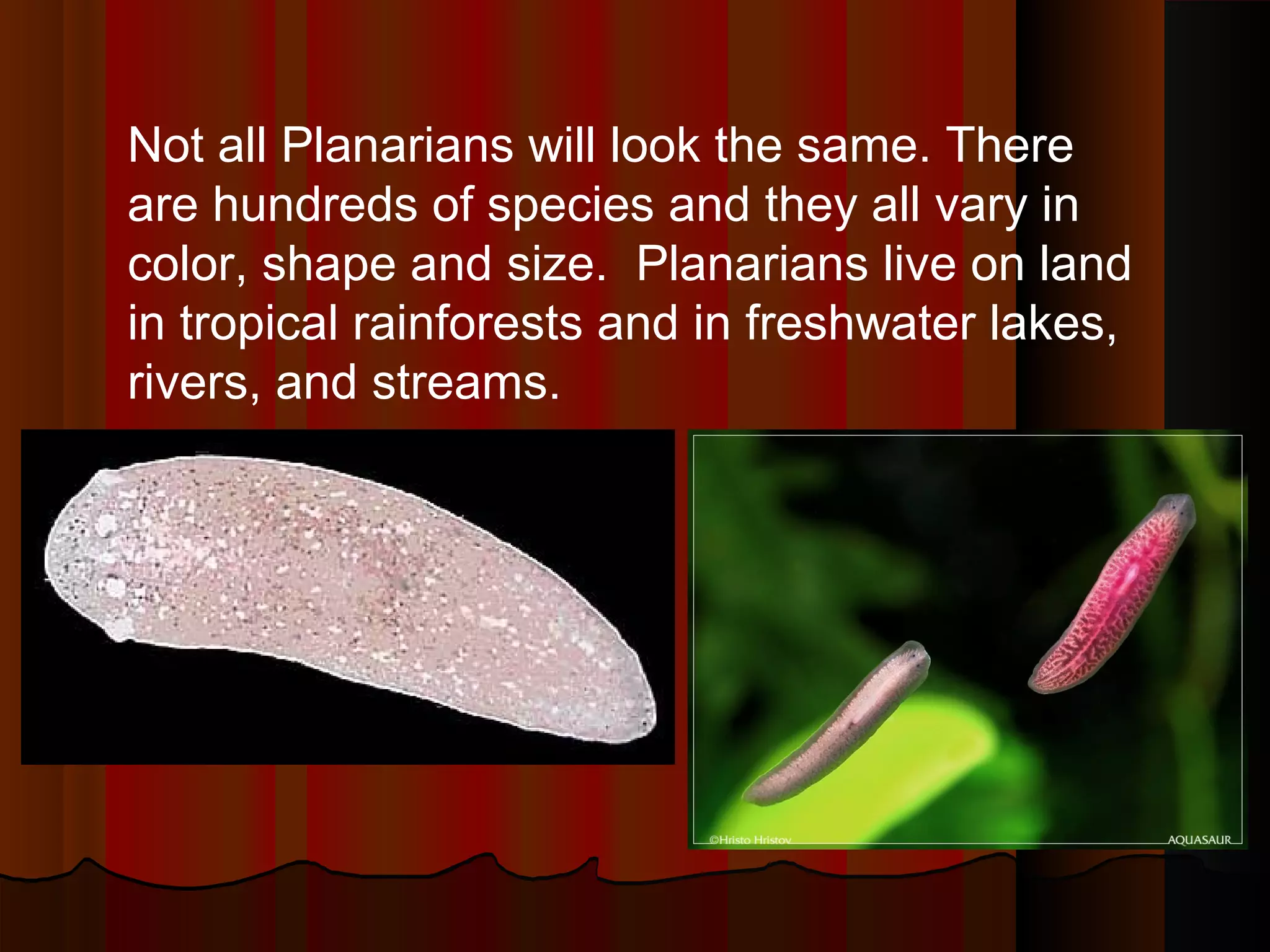 Not all Planarians will look the same. There
are hundreds of species and they all vary in
color, shape and size. Planarians live on land
in tropical rainforests and in freshwater lakes,
rivers, and streams.
 