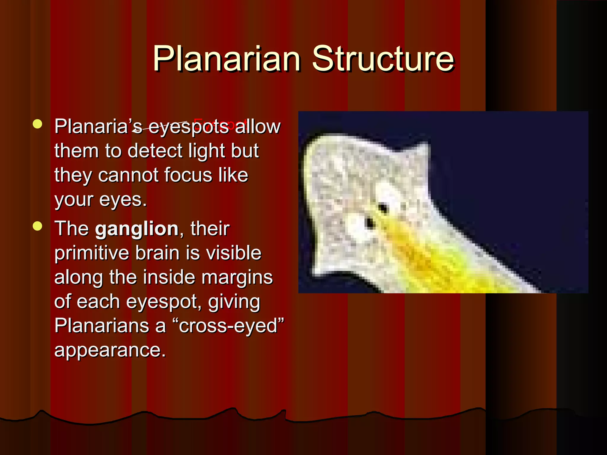 Eyespot
Planarian StructurePlanarian Structure
 Planaria’s eyespots allowPlanaria’s eyespots allow
them to detect light butthem to detect light but
they cannot focus likethey cannot focus like
your eyes.your eyes.
 TheThe ganglionganglion, their, their
primitive brain is visibleprimitive brain is visible
along the inside marginsalong the inside margins
of each eyespot, givingof each eyespot, giving
Planarians a “cross-eyed”Planarians a “cross-eyed”
appearance.appearance.
 