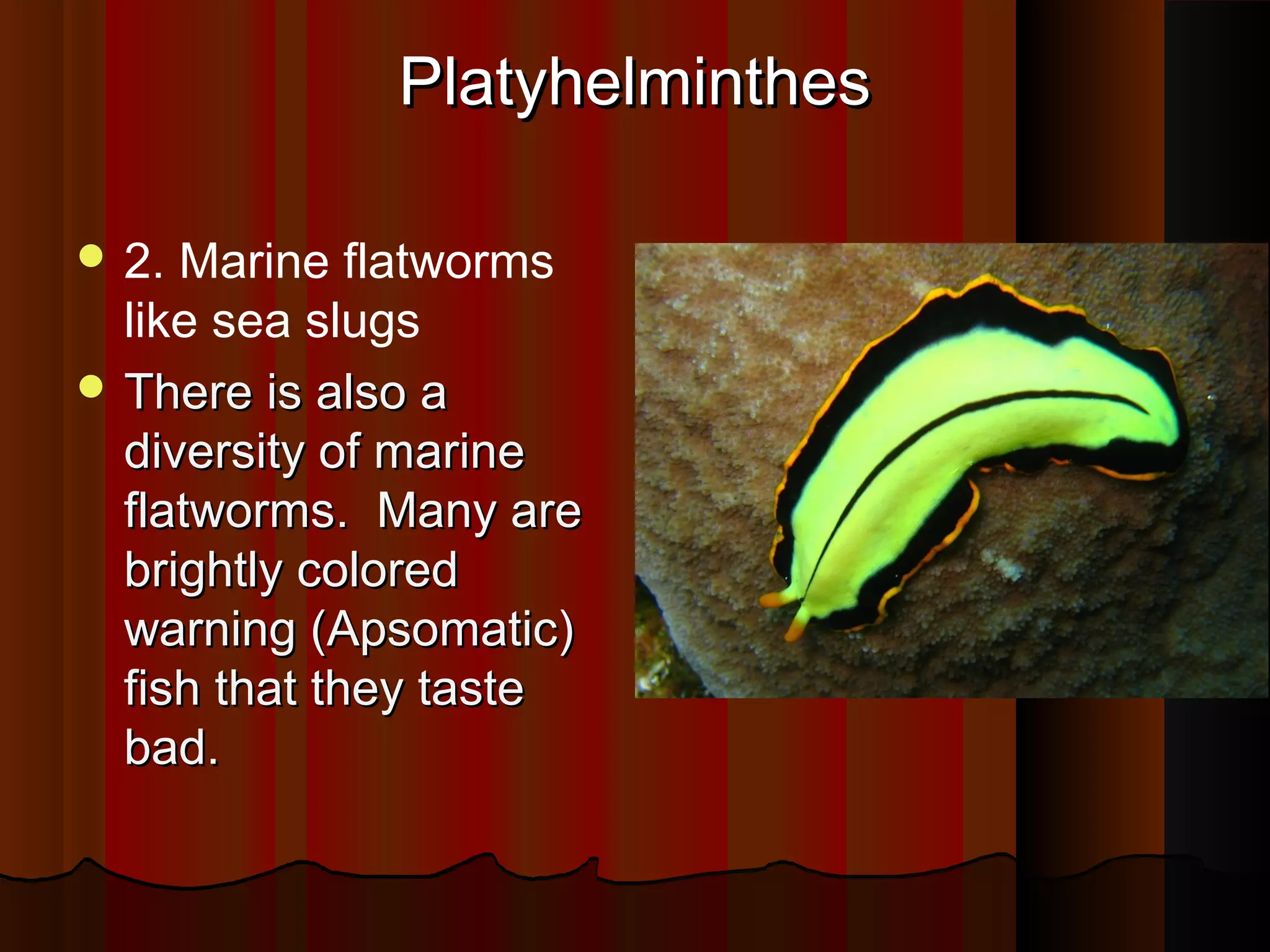 PlatyhelminthesPlatyhelminthes
 2. Marine flatworms
like sea slugs
 There is also aThere is also a
diversity of marinediversity of marine
flatworms. Many areflatworms. Many are
brightly coloredbrightly colored
warning (Apsomatic)warning (Apsomatic)
fish that they tastefish that they taste
bad.bad.
 
