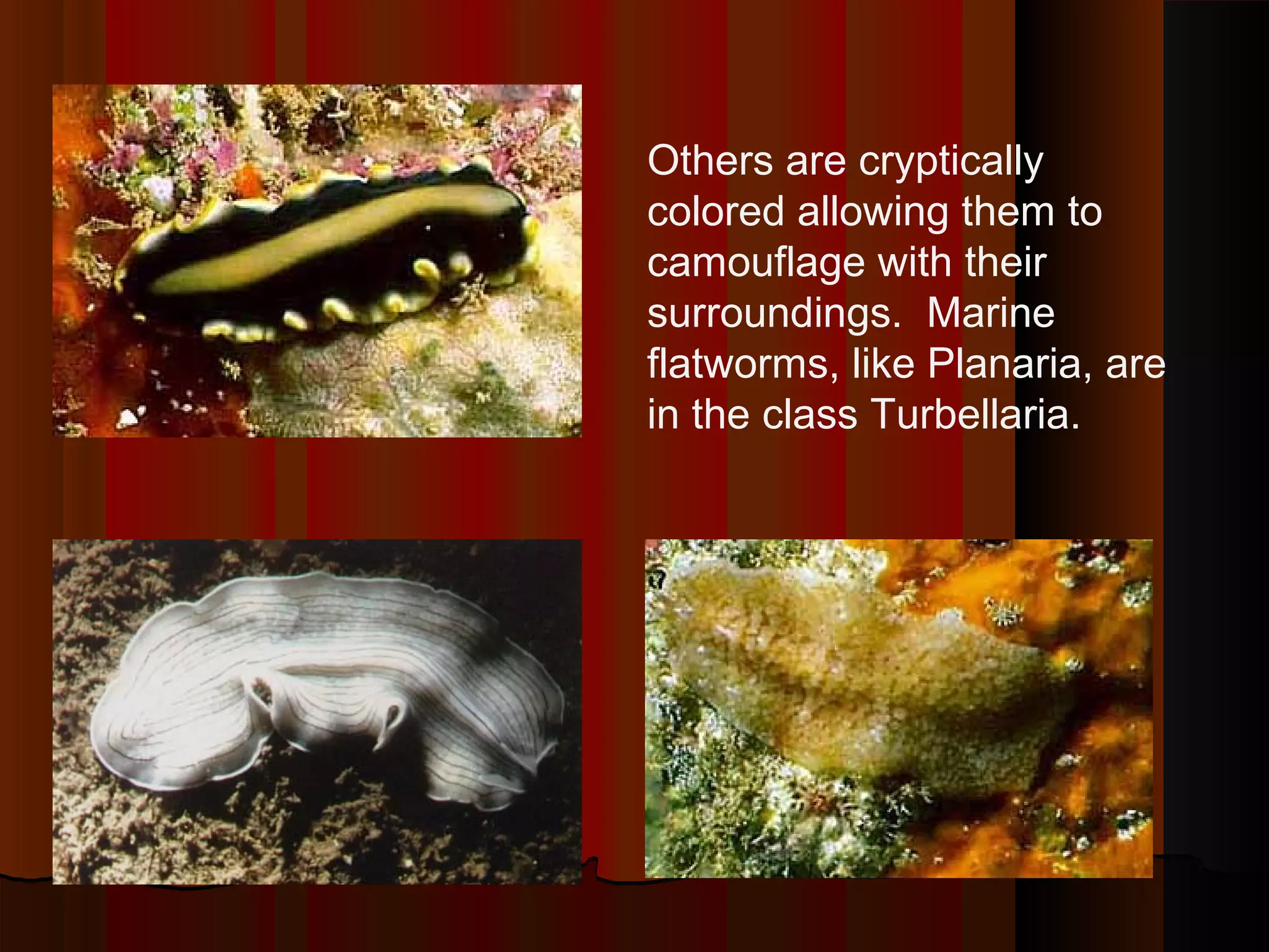 Others are cryptically
colored allowing them to
camouflage with their
surroundings. Marine
flatworms, like Planaria, are
in the class Turbellaria.
 