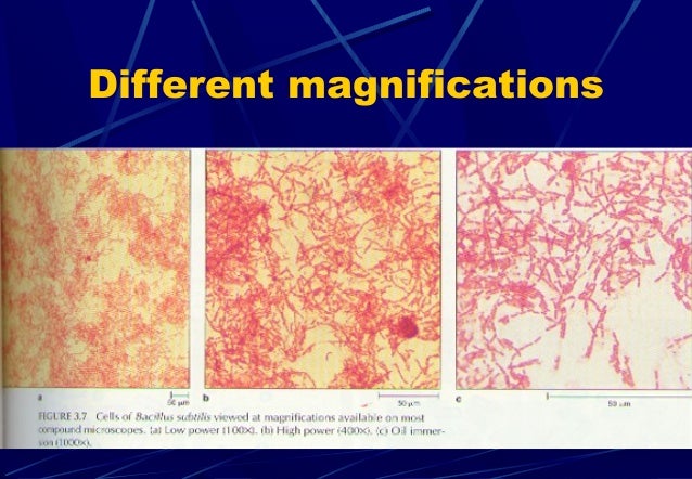 Microscopy And Staining