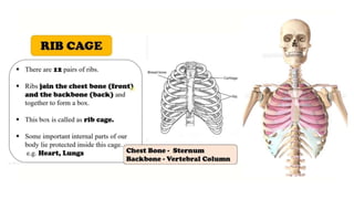 CLASS 6 - BODY MOVEMENTS - NCERT