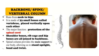 CLASS 6 - BODY MOVEMENTS - NCERT