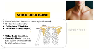 CLASS 6 - BODY MOVEMENTS - NCERT