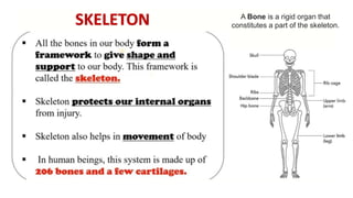 SKELETON A Bone is a rigid organ that
constitutes a part of the skeleton.
 