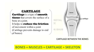 CARTILAGE BETWEEN THE BONES
BONES + MUSCLES + CARTILAGE = SKELETON
 