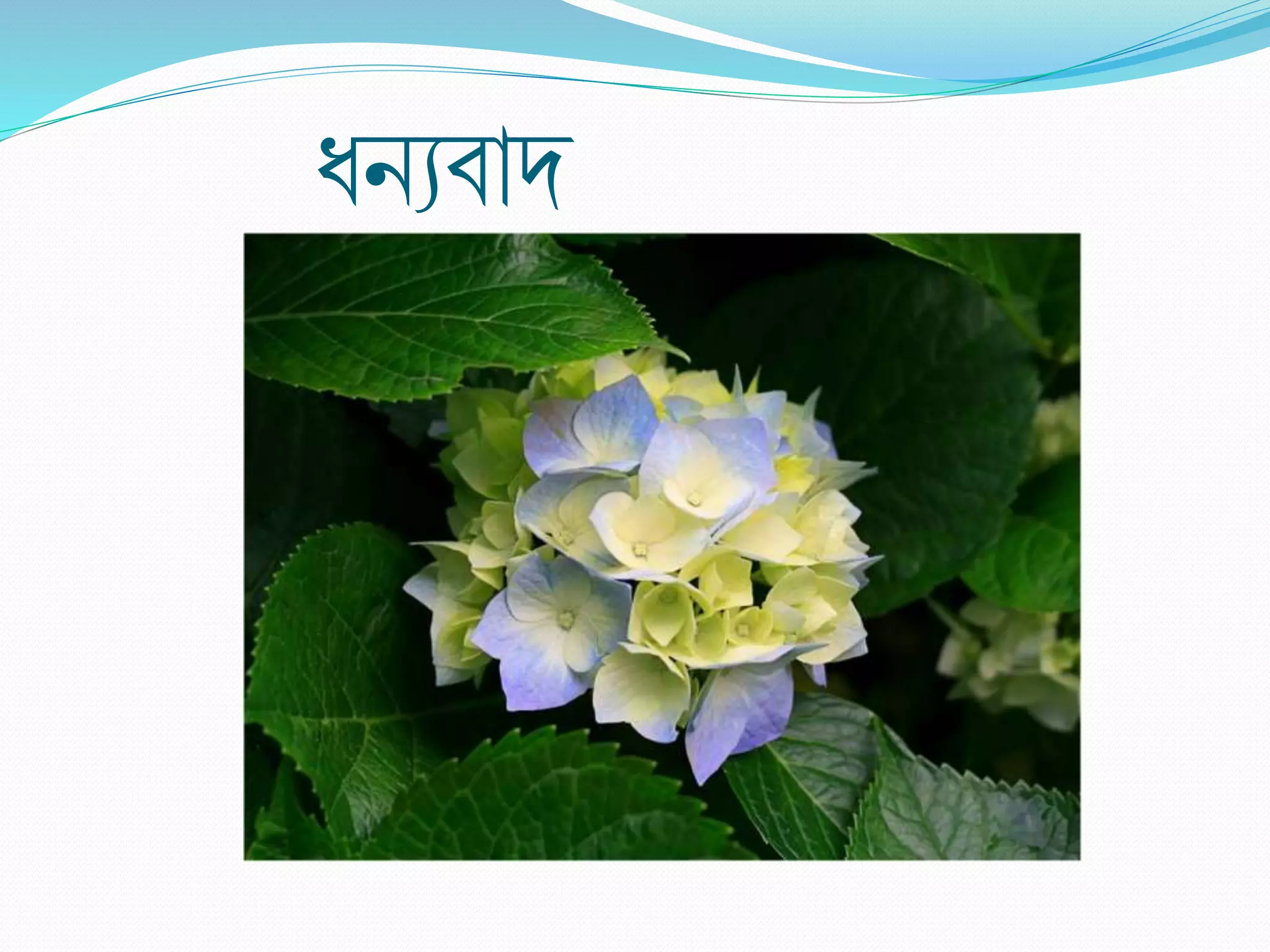 ধিযবাদ
 