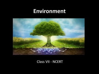 Environment
Class VII - NCERT
 