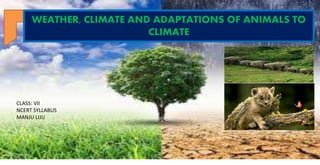 WEATHER, CLIMATE AND ADAPTATIONS OF ANIMALS TO
CLIMATE
CLASS: VII
NCERT SYLLABUS
MANJU LIJU
 