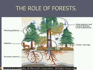THE ROLE OF FORESTS.
 